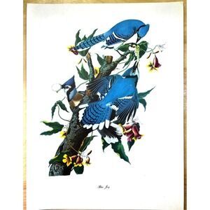 Audubon Birds of America Blue Jay Original Print Vtg 1950 R T Peterson 9 x 12